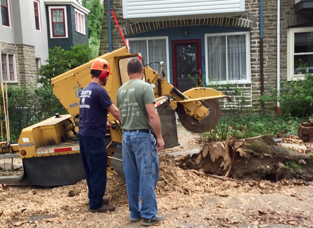 City workers grind down tree stump