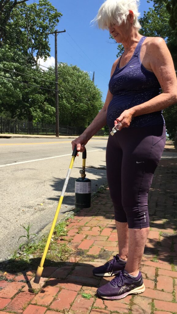 Burning weeds with propane torch