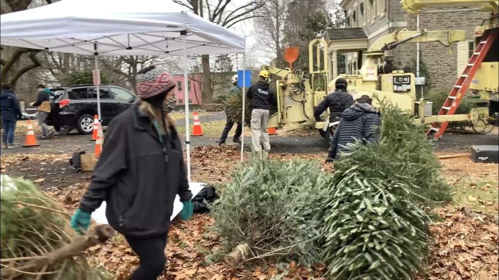 Mount Airy Neighbors recycle Christmas trees