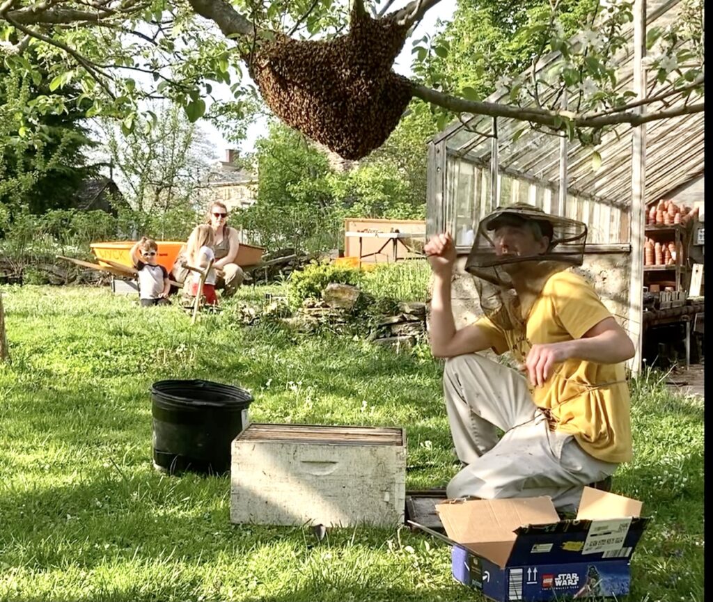 🐝 Beekeeper captures honeybee swarm