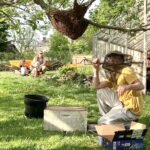 🐝 Beekeeper captures honeybee swarm