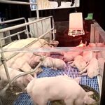 16 day-old piglets suckle at mother pig at Pennsylvania Farm Show